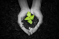 Compost in hand